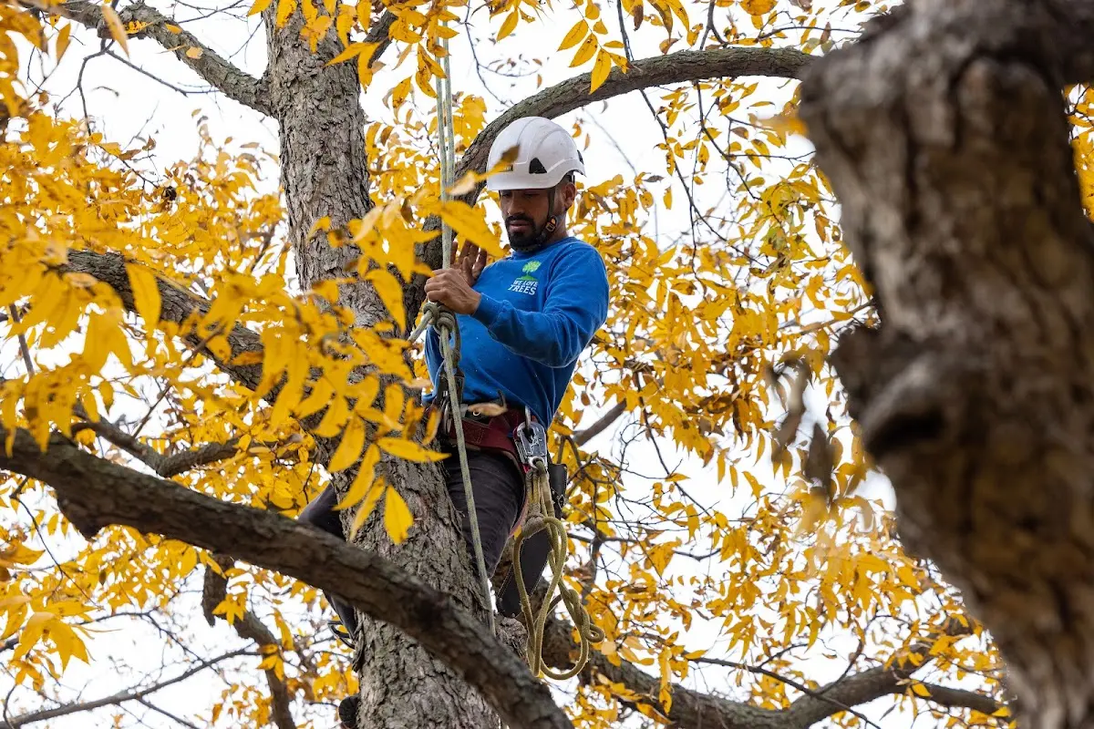 Skilled Storm Damage Cleanup crew working in Arcadia